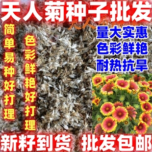 天人菊种子多年生花卉种子虎皮菊耐热耐贫瘠景观绿化花园简单易种