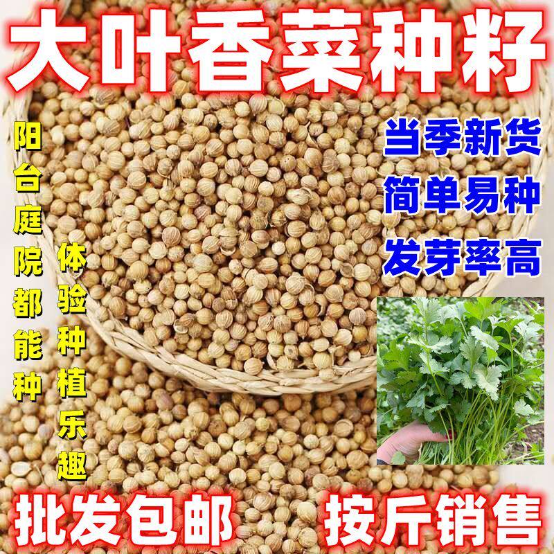 香菜种子芫荽种子大田阳台盆栽香菜种籽包邮论斤销售大叶香菜种子图片