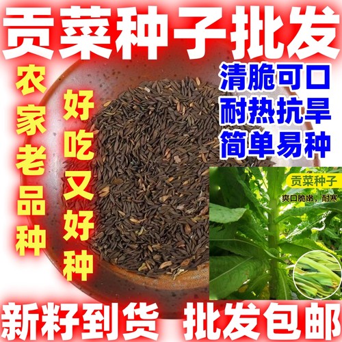 贡菜种子四季耐高温抗寒苔干菜种子地方蔬菜种子响菜籽播好吃好种