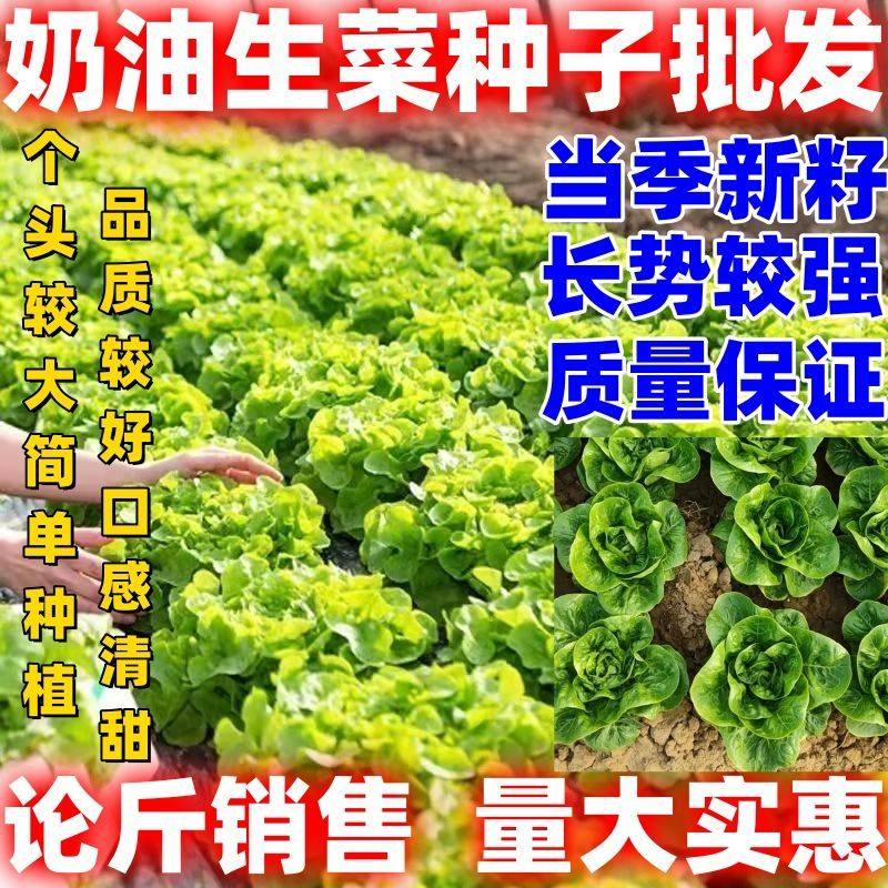 奶油生菜种子包邮论斤销售农家蔬菜种子简单易种植易活芽率高
