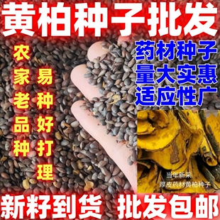 黄柏种籽药材黄柏种子散装黄柏种子简单易种论斤卖庭院田园种植