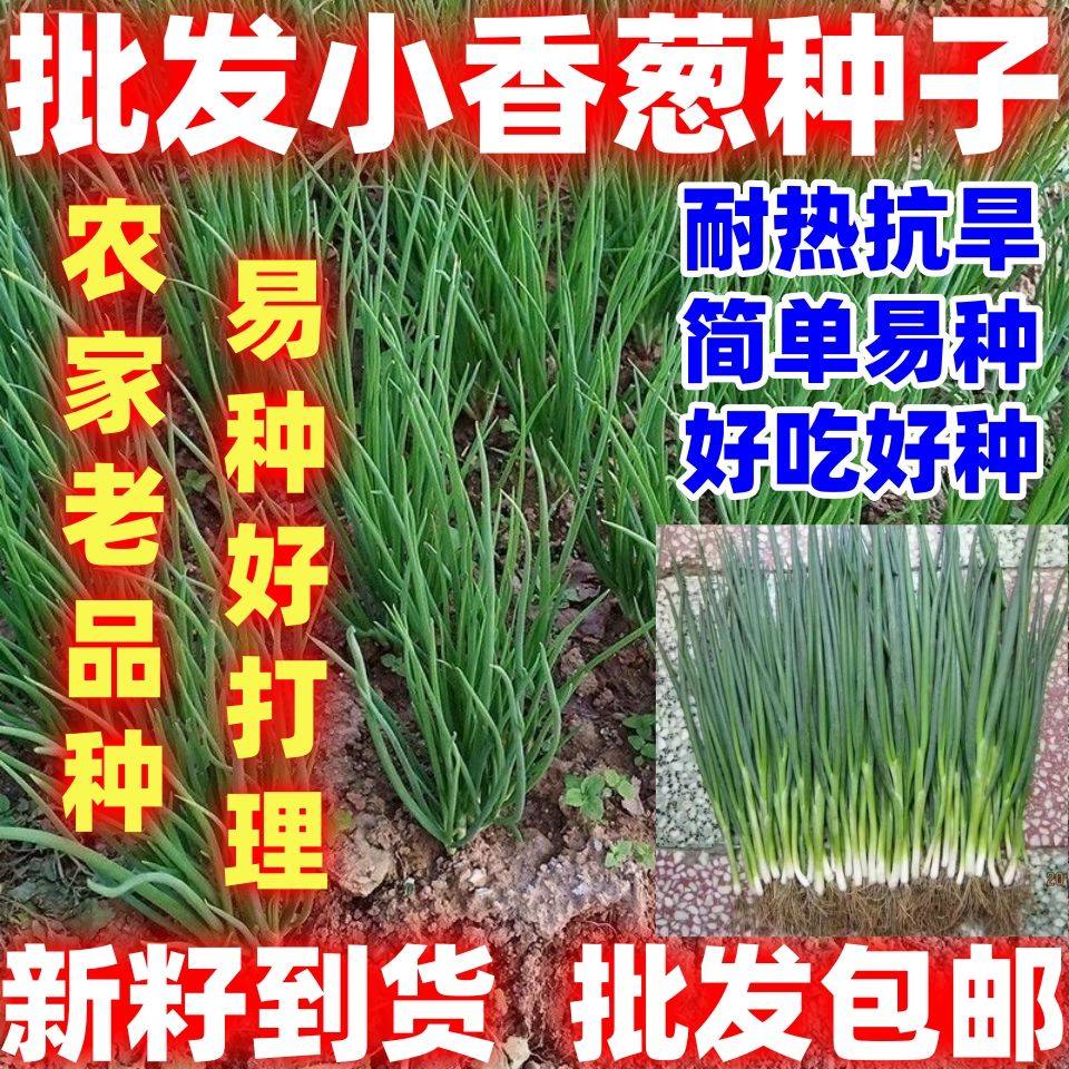 四季小香葱籽小香葱种子阳台室内盆栽葱种子耐寒蔬菜种子简单易种,鲜花速递/花卉仿真/绿植园艺,家庭园艺种子,淘宝优惠券,粉丝福利购,淘宝优惠卷