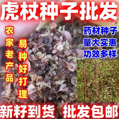 新采摘中药虎杖种子农家老品种简单易种好吃好种可入药四季种植