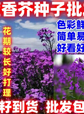 蓝香芥种子兰香芥欧亚香花芥种子耐寒易种花籽庭院耐寒简单易种