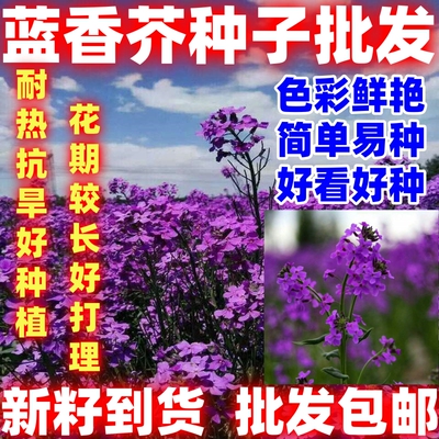蓝香芥种子兰香芥欧亚香花芥种子耐寒易种花籽庭院耐寒简单易种