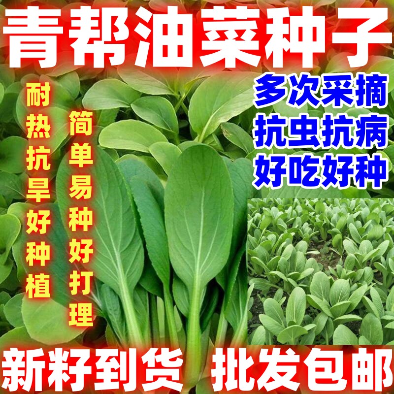 青菜种青帮油菜种子耐热抗旱好吃青帮油菜种籽庭院盆栽蔬菜种子