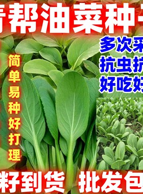 青菜种青帮油菜种子耐热抗旱好吃青帮油菜种籽庭院盆栽蔬菜种子