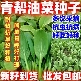 青菜种青帮油菜种子耐热抗旱好吃青帮油菜种籽庭院盆栽蔬菜种子