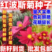 红波斯菊种子花卉种子花籽四季 种易活格桑花波斯菊花草百日好看