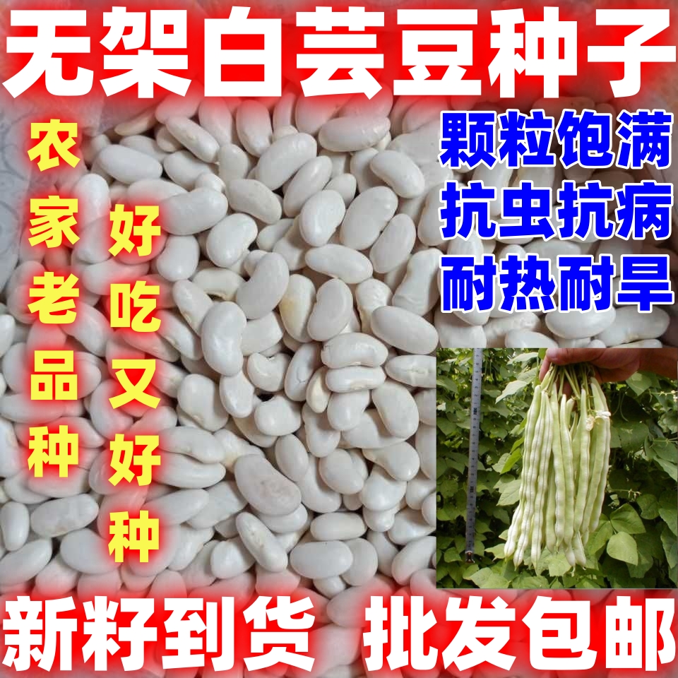 全新当季散装无架白芸豆种子无架白芸豆种子农家四季豆种子