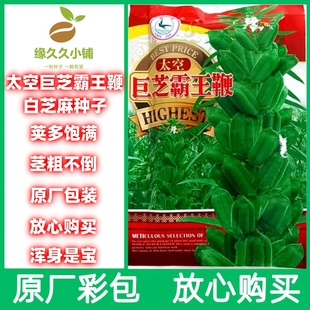 太空霸王鞭白芝麻种子好吃好种原厂包装放心购买荚多籽多好种高产