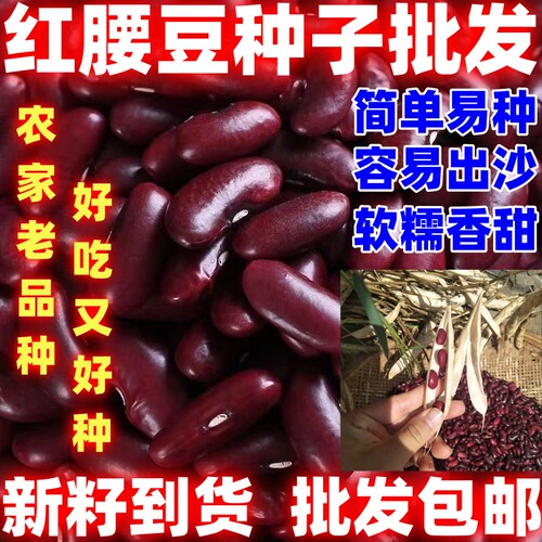 红腰豆种籽散装红腰豆种子批发包邮论斤卖田园种植红腰豆种子
