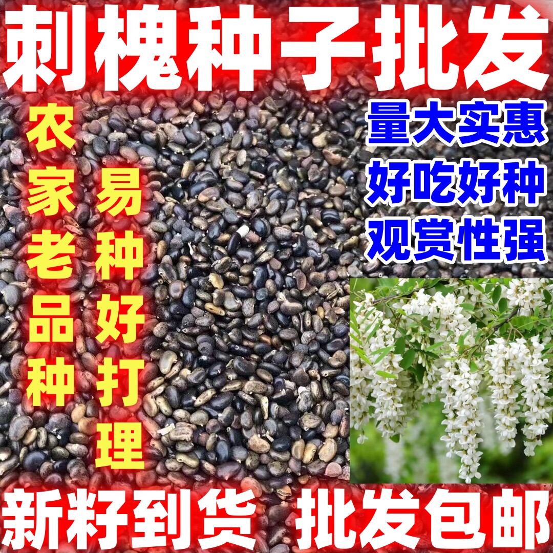刺槐种子简单易种洋槐花园林绿化行道树苗木灌木林木白花槐树种子
