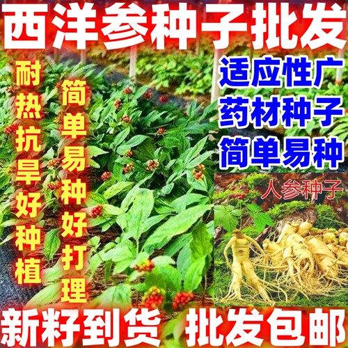 西洋参种子野山参种子高丽参种子简单易种家庭种植人参种子新鲜