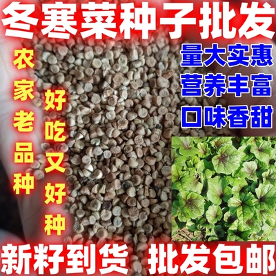 冬寒菜种子四季种植蔬菜种冬寒菜种子冬寒菜种籽四季种植论斤卖