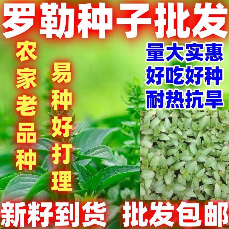 罗勒种子金不换九层塔食用种子驱蚊植物庭院阳台盆栽食用好吃好种