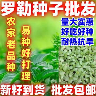 罗勒种子金不换九层塔食用种子驱蚊植物庭院阳台盆栽食用好吃好种