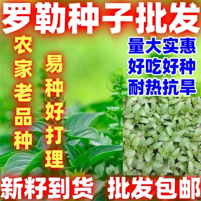 罗勒种子金不换九层塔食用种子驱蚊植物庭院阳台盆栽食用好吃好种