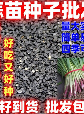 大蒜苗种子简单易种红根香蒜蒜苗一年四季连续均可种植蒜苗种籽
