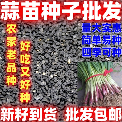 大蒜苗种子简单易种红根香蒜蒜苗一年四季连续均可种植蒜苗种籽