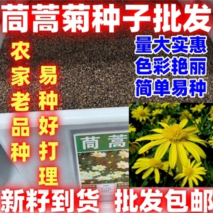 茼蒿菊种子木茼蒿多年生宿根花草种子木春菊种子景观花海简单易种
