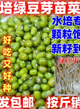 绿豆芽苗菜种子水培蔬菜种子无土栽培豆芽种子四季阳台可种菜种子