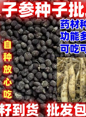 药材种子中药材种子简单易种论斤卖参种散装太子参种子太子参种籽