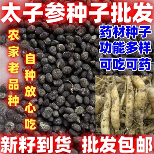 药材种子中药材种子简单易种论斤卖参种散装太子参种子太子参种籽