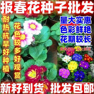 报春花种子四季易活花籽樱草花卉花种子耐寒盆栽庭院室外好看好种