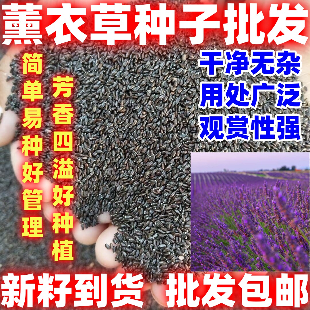 薰衣草种子多年生好种新鲜颗粒饱满耐寒耐热观赏植物盆栽花园庭院