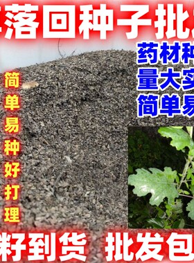 药材博落回种籽简单易种论斤卖中药材种籽田园种植散装博落回种子