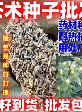 中药材种籽苍术种子简单易种论斤卖苍术种子苍术种子苍术种籽