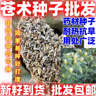 中药材种籽苍术种子简单易种论斤卖苍术种子苍术种子苍术种籽