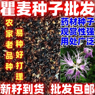 瞿麦种子石竹种子散装简单易种论斤卖可以观赏瞿麦种子瞿麦种籽