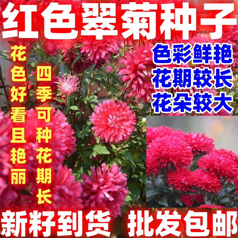 红色翠菊种子菊花种子阳台庭院盆栽花草懒人糖果菊好种花卉种子籽