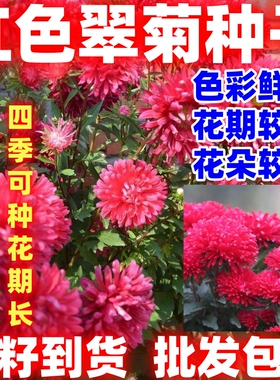 红色翠菊种子菊花种子阳台庭院盆栽花草懒人糖果菊好种花卉种子籽