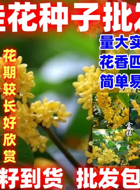 桂花种子桂花树种子桂花种籽四季种花种籽好闻好看桂花种子简单种