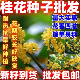 桂花种子桂花树种子桂花种籽四季种花种籽好闻好看桂花种子简单种