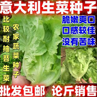 意大利生菜种子包邮论斤销售农家蔬菜种子易成活出芽率高简单