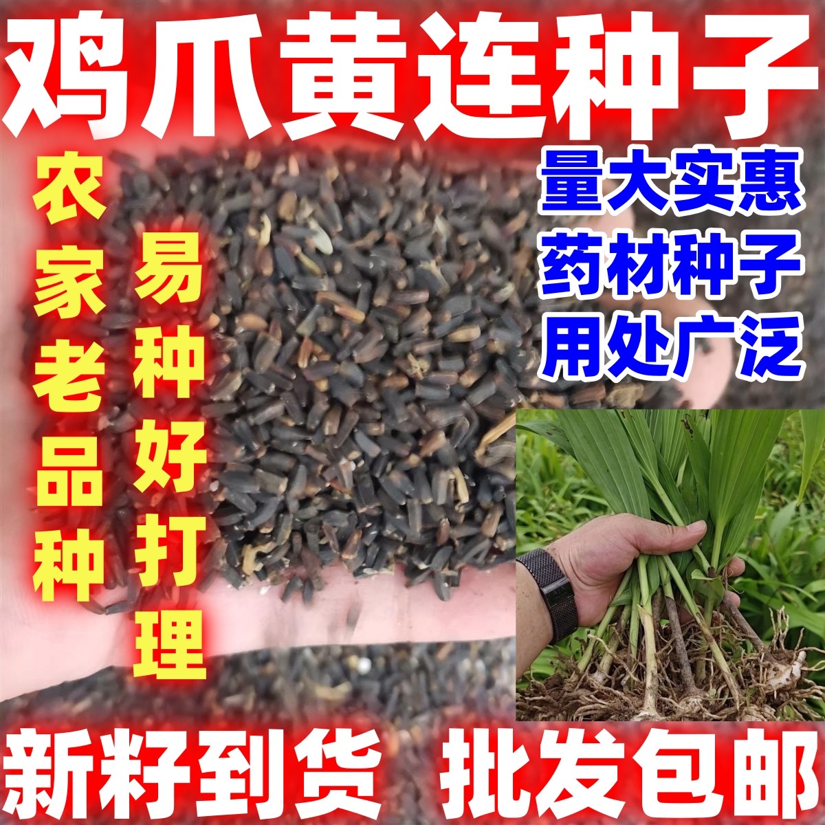 中药材黄连种子西鸡爪川中草药黄连根种苗庭院盆栽绿植盆景