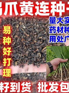 中药材黄连种子西鸡爪川中草药黄连根种苗庭院盆栽绿植盆景