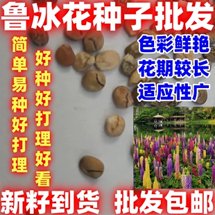 鲁冰花种子简单易种扇豆庭院绿化四季易种活多年生庭院园林耐寒花