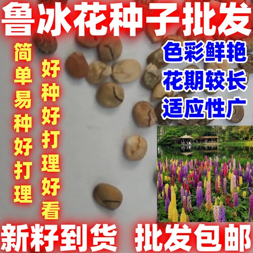 鲁冰花种子简单易种扇豆庭院绿化四季易种活多年生庭院园林耐寒花
