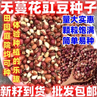 无蔓花豇豆种子当季新籽江豆种子花豆种子好吃种子农家饭豆种子