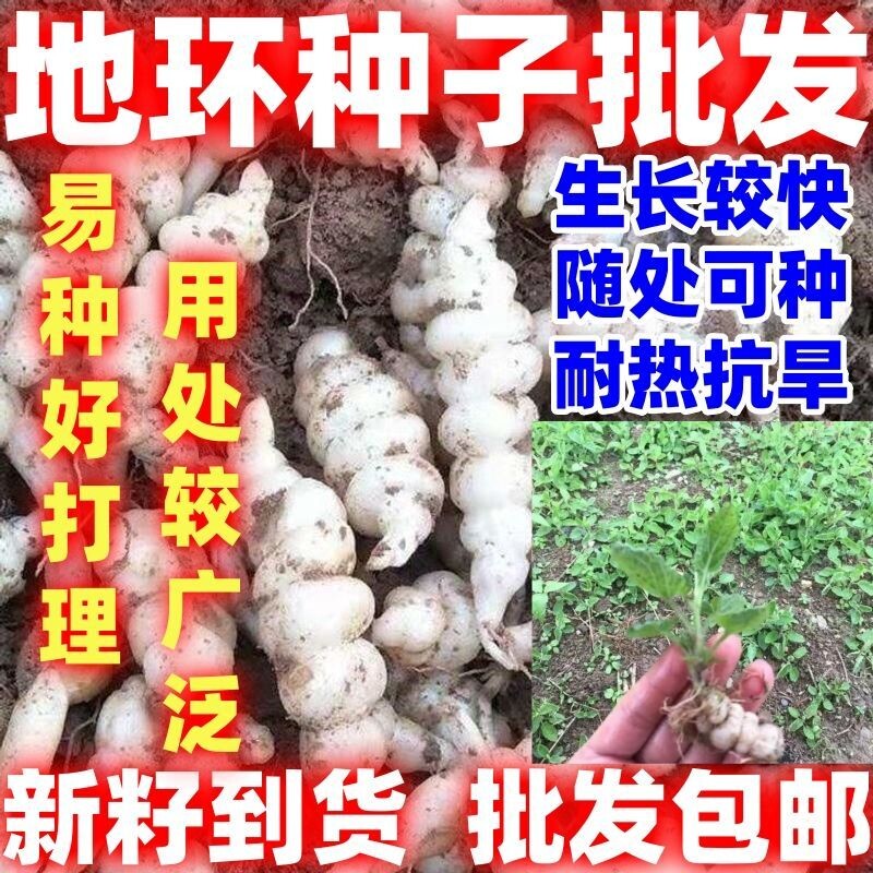 包邮地环种子螺丝菜地牯牛地环农家蔬菜籽繁殖强盆栽地栽好种