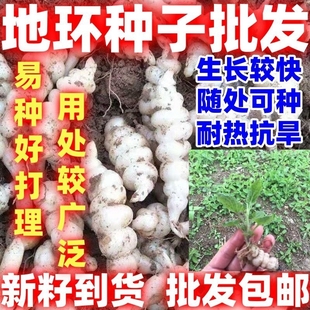 包邮地环种子螺丝菜地牯牛地环农家蔬菜籽繁殖强盆栽地栽好种