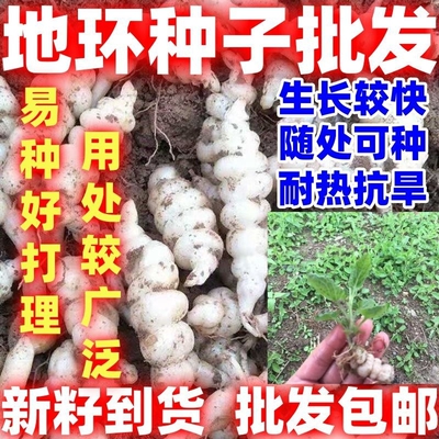 包邮地环种子螺丝菜地牯