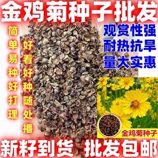 新籽金鸡菊种子耐寒耐旱观赏盆栽易播种四季庭院阳台花卉草种子
