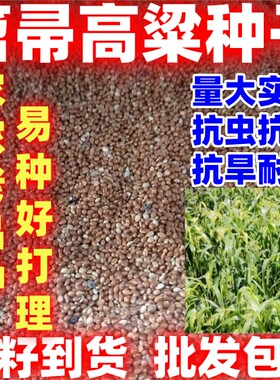 笤帚高粱种子红糯高粱种籽简单易种酿酒食用抗旱抗倒扫把高梁种子