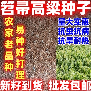 笤帚高粱种子红糯高粱种籽简单易种酿酒食用抗旱抗倒扫把高梁种子